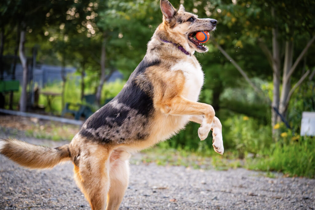 dog10