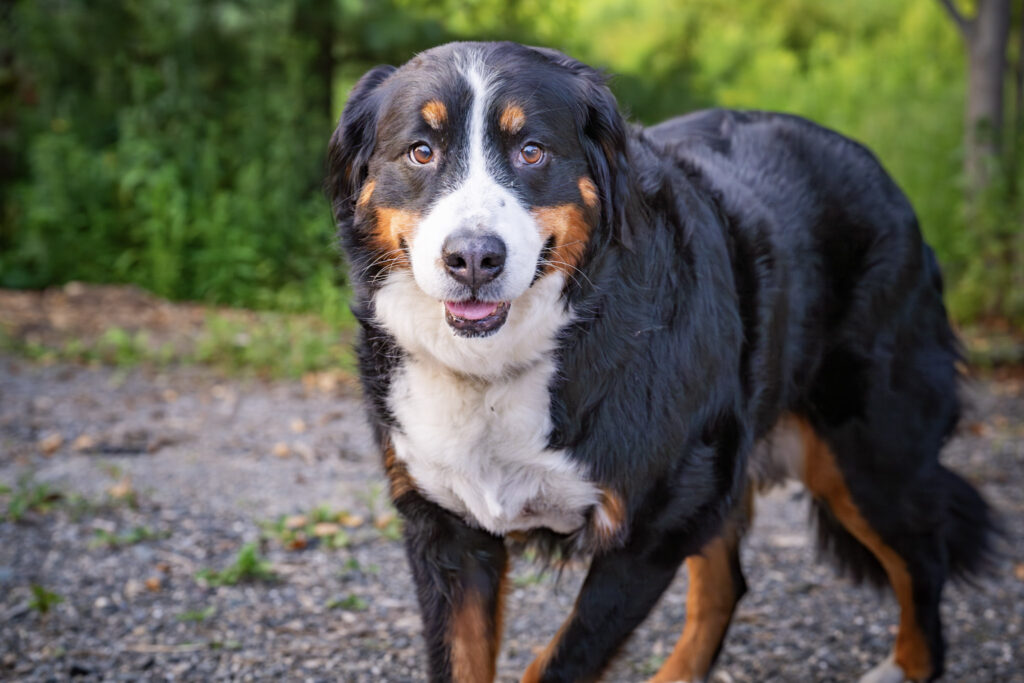dog11