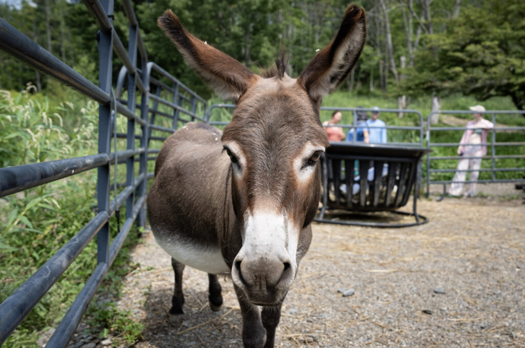 donkey